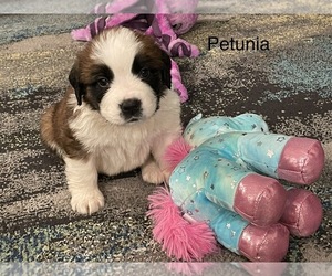 Saint Bernard Puppy for sale in SAVANNAH, MO, USA