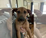 Small #3 Mutt