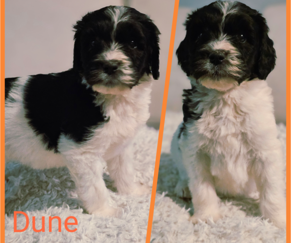 Medium Photo #3 Bernedoodle (Miniature) Puppy For Sale in GEORGETOWN, SC, USA