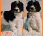 Puppy Dune Bernedoodle (Miniature)