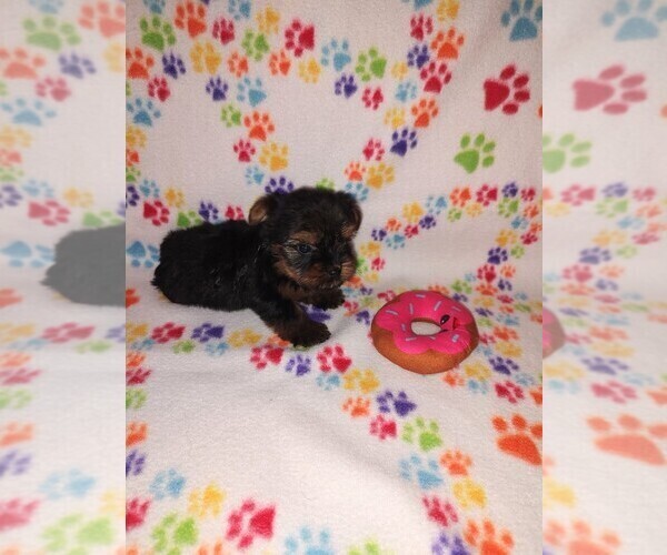 Medium Photo #6 Yorkshire Terrier Puppy For Sale in LAPEER, MI, USA
