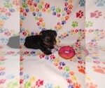 Small Photo #17 Yorkshire Terrier Puppy For Sale in LAPEER, MI, USA