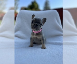 French Bulldog Dog for Adoption in SACRAMENTO, California USA
