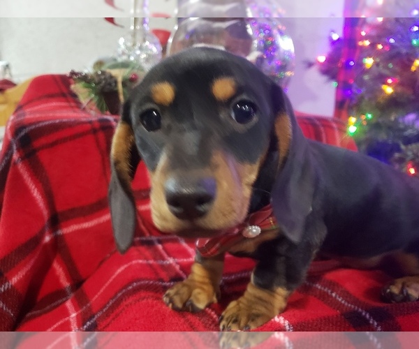 Medium Photo #3 Dachshund Puppy For Sale in BOLIVAR, MO, USA