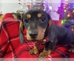 Small #2 Dachshund