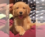 Small Photo #1 Golden Retriever Puppy For Sale in SANTA ANA, CA, USA