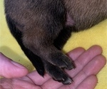 Small Photo #251 Belgian Malinois Puppy For Sale in REESEVILLE, WI, USA