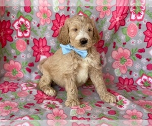 Goldendoodle Puppy for sale in LANCASTER, PA, USA