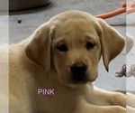 Small Photo #8 Labrador Retriever Puppy For Sale in LIBERTY, SC, USA