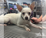 Small Chihuahua Mix