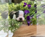 Small #6 Boston Terrier
