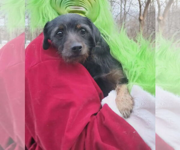 Medium Photo #1 Mutt Puppy For Sale in Thomasville, NC, USA