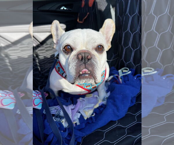 Medium Photo #4 French Bulldog Puppy For Sale in St. Louis Park, MN, USA