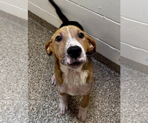 Mutt Dogs for adoption in Hilton Head, SC, USA