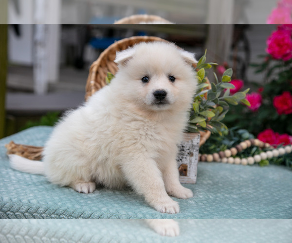 Medium Photo #5 American Eskimo Dog Puppy For Sale in BERNE, IN, USA