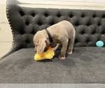 Small Photo #2 Weimaraner Puppy For Sale in MIDDLETOWN, OH, USA