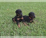 Image preview for Ad Listing. Nickname: Litter of 11