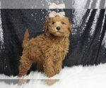 Puppy Chevy Multigen Goldendoodle (Miniature)