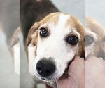 Small Photo #2 Beagle-Unknown Mix Puppy For Sale in Rustburg, VA, USA