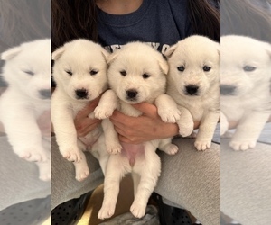 Alusky Puppy for Sale in OAKLAND, California USA