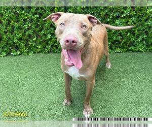 American Pit Bull Terrier Dogs for adoption in West Palm Beach, FL, USA