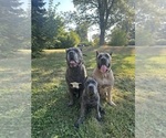 Small Photo #1 Cane Corso Puppy For Sale in PALOS HEIGHTS, IL, USA