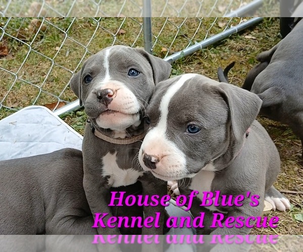 Medium Photo #5 American Pit Bull Terrier Puppy For Sale in DELAWARE, OH, USA