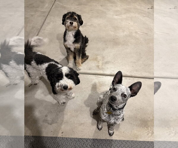 Medium Photo #2 Mutt Puppy For Sale in Sandy, UT, USA