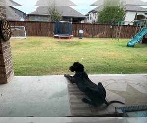 Stan - Male Great Dane Dog for Adoption - Photo #2