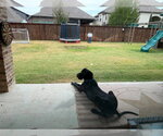 Small Photo #2 Great Dane Puppy For Sale in Bullard, TX, USA