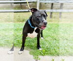 Small #1 American Pit Bull Terrier Mix