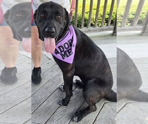 Labrador Retriever-Unknown Mix Dogs for adoption in Woodbury, NY, USA
