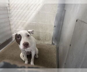 American Pit Bull Terrier Dogs for adoption in San Bernardino, CA, USA