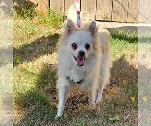 Enzo from Korea - Male Pomeranian-pomeranian spitz Mix Dog for Adoption - Photo #2