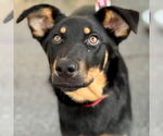 Small #2 Mutt