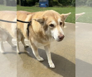 Siberian Husky Dogs for adoption in Tarrytown, GA, USA
