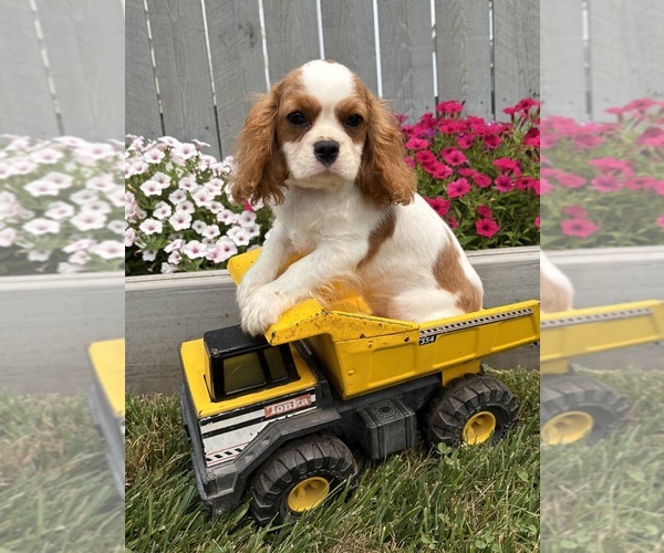 Medium Photo #1 Cavalier King Charles Spaniel Puppy For Sale in MIDDLEBURY, IN, USA