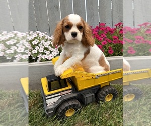 Cavalier King Charles Spaniel Puppy for sale in MIDDLEBURY, IN, USA