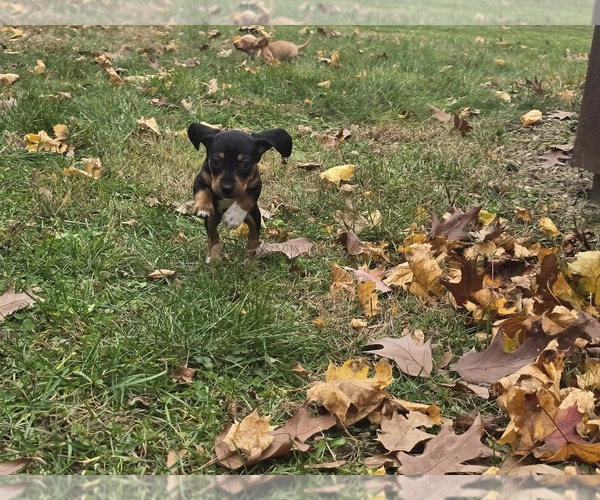 Medium Photo #6 Dachshund Puppy For Sale in ALTOONA, PA, USA
