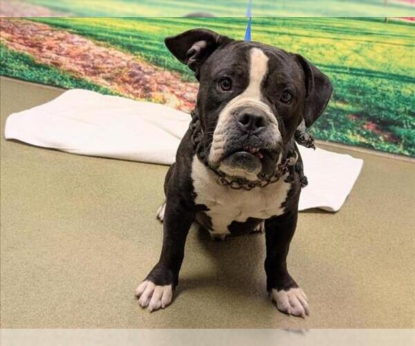 Medium Photo #1 American Pit Bull Terrier-Bulldog Mix Puppy For Sale in Moreno Valley, CA, USA