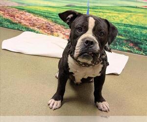 American Pit Bull Terrier-Bulldog Mix Dogs for adoption in Moreno Valley, CA, USA