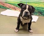 Small American Pit Bull Terrier-Bulldog Mix