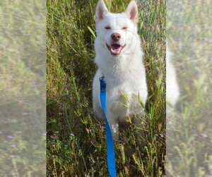 Siberian Husky-Unknown Mix Dogs for adoption in HESPERIA, CA, USA