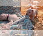 Small Photo #66 Dogo Argentino Puppy For Sale in JANE, MO, USA