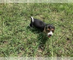 Small Photo #3 Beagle Puppy For Sale in COLDSPRING, TX, USA