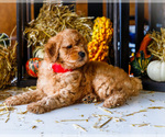 Small Photo #7 Goldendoodle-Poodle (Miniature) Mix Puppy For Sale in WAKARUSA, IN, USA
