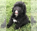Small Photo #8 Bernedoodle Puppy For Sale in BOWLING GREEN, KY, USA