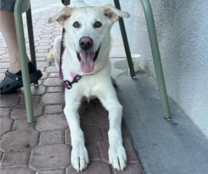 Shepradors Dog for Adoption in WALNUT CREEK, California USA