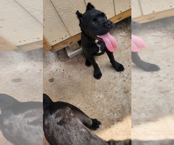 Medium Photo #3 Cane Corso Puppy For Sale in HOUSTON, TX, USA