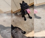 Small Photo #3 Cane Corso Puppy For Sale in HOUSTON, TX, USA